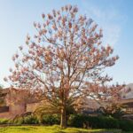 Okobo Paulownia boom