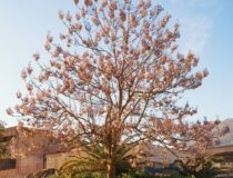 Okobo Paulownia boom