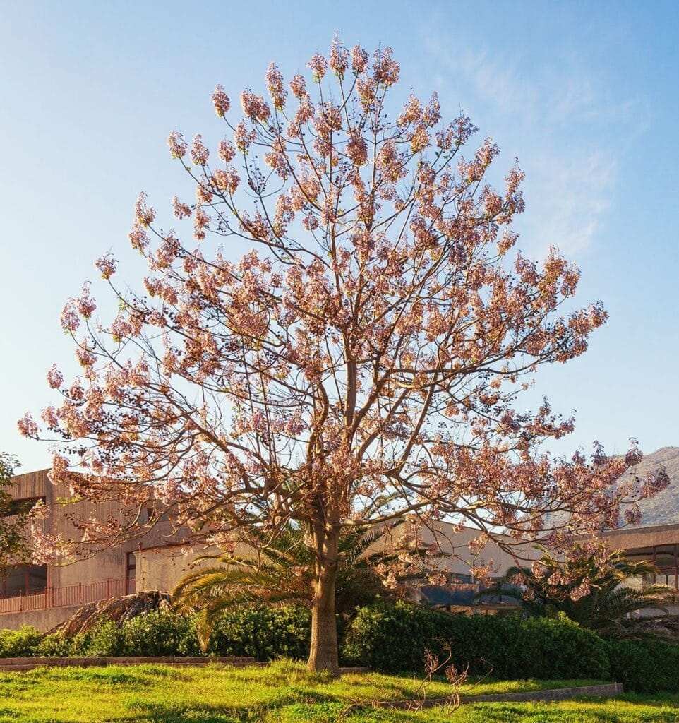 Okobo Paulownia boom